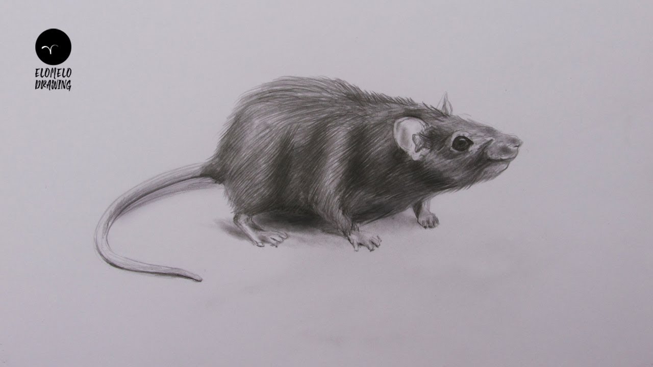 Cute Rat Realistic Drawing · Creative Fabrica